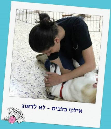 אילוף כלבים